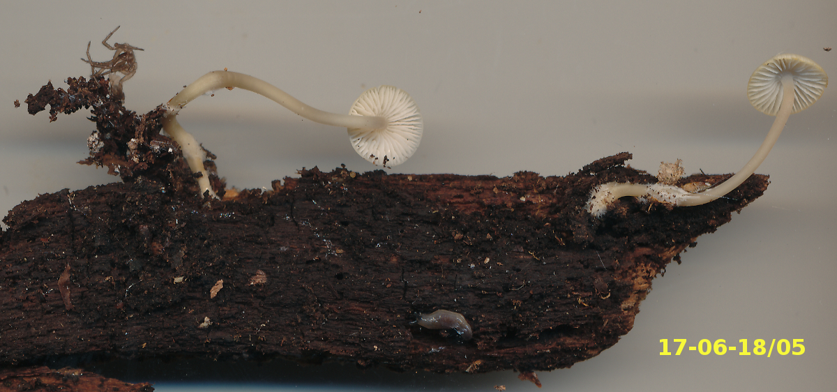 Basidiomata of Mycena radicatella